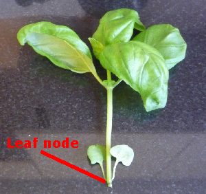 一个leaf node on a stem of basil
