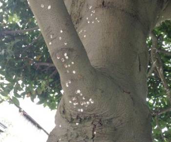 Wooly Scale insect on a bay tree