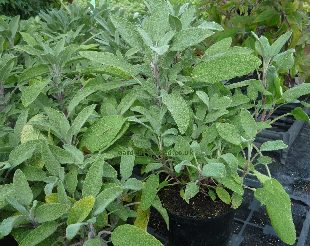 Common garden sage (salvia officinalis)