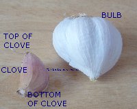 Picture showing bottom and top of a garlic clove
