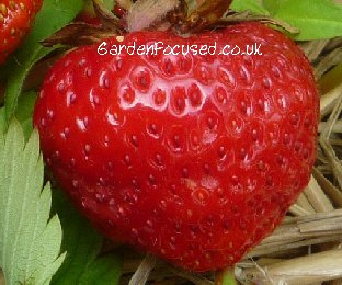 草莓品种爱丽丝