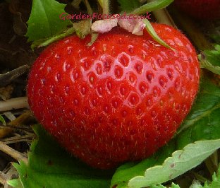 朱迪贝尔品种草莓果实