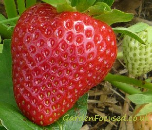 活力草莓