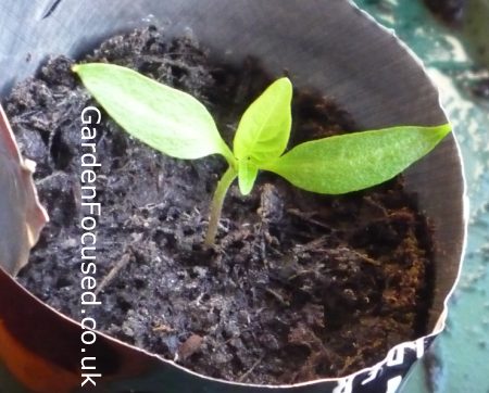 Sweet pepper seedling
